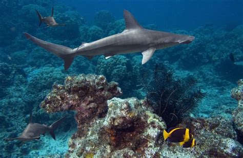 Hammershark of the Great Barrier Reef. Australia | Shark habitat, Shark ...