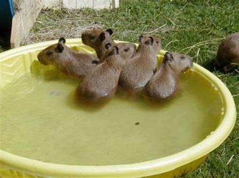 Baby capybaras! Mega d'aww! | Cute animals, Animals beautiful, Baby animals