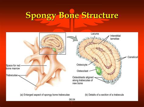 PPT - The SKELETAL System PowerPoint Presentation, free download - ID ...