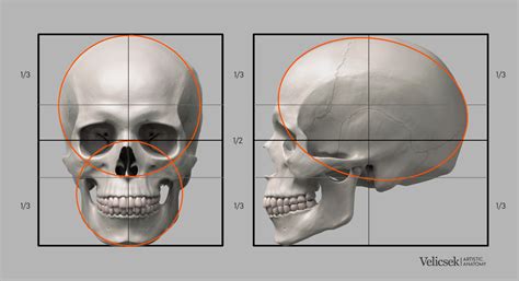 ArtStation - Proportions Guide of the Human Skull | Human skull anatomy ...