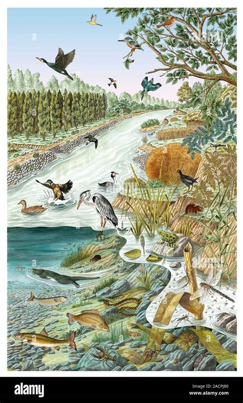 European river life. Artwork showing various typical plants and animals ...