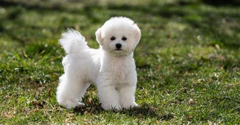 Bichon Frise - A-Z Animals