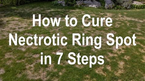 How to Cure Necrotic Ring Spot Fungus - Stop the Cause of the Problem ...