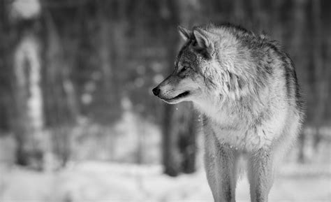 Wolf 4k Desktop Wallpapers - Wallpaper Cave