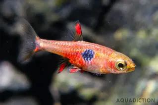 Strawberry Rasbora - Boraras naevus Fish Profile & Care Guide