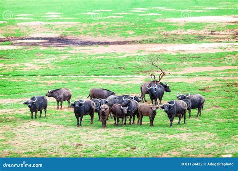 African Buffalo Herd in South Africa Stock Photo - Image of herd ...