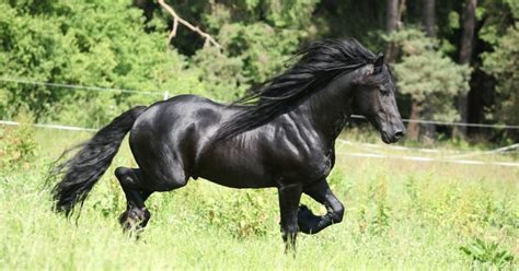 How Much Does A Friesian Horse Cost? - National Equine