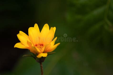 Yellow Daisy Flower in a Green Garden Stock Image - Image of people ...