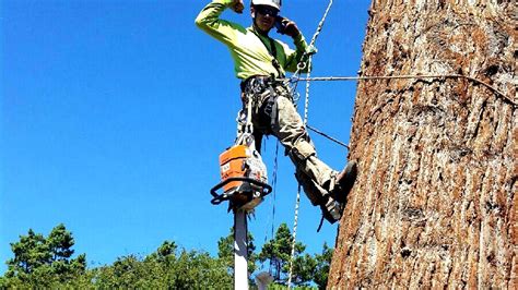 Arborist - Preservation Tree Service - Tree Choices