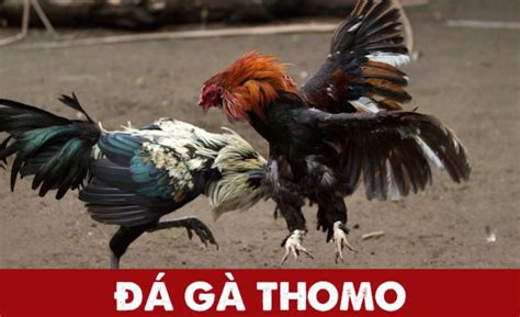 Đá gà Thomo 2021 có còn hot như những năm trước không?