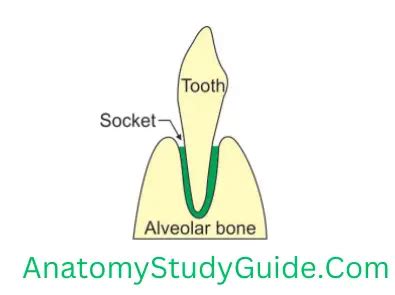 Classification of Joints Anatomy Question and Answers - Anatomy Study Guide