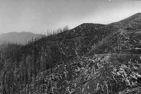 Hiking through the Tillamook Burn: An Oregon forest recovers, decades ...