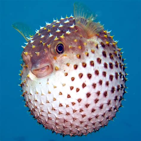 Jo-Anne's Ramblings: Creature Wednesday/Pufferfish