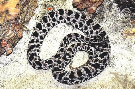 Sistrurus Miliarius Barbouri - Rattlesnake Florida