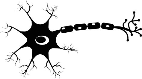 Neuron icon on white background. Human neuron cell sign. Brain neuron ...