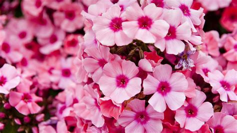 Pink Garden Flowers Plants Pink Blur Background HD Pink Aesthetic ...