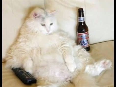 Cat watching TV with beer Blank Template - Imgflip