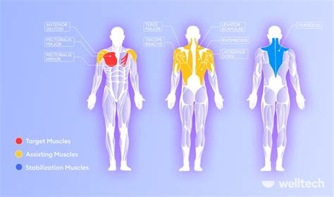 What Muscles Do Dips Work Most? Chest Dips, Tricep Dips & Variations ...