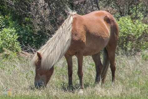 Shackleford Banks - OuterBanks.com