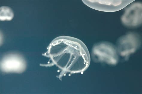 Baby moon jellyfish | Bristol Aquarium