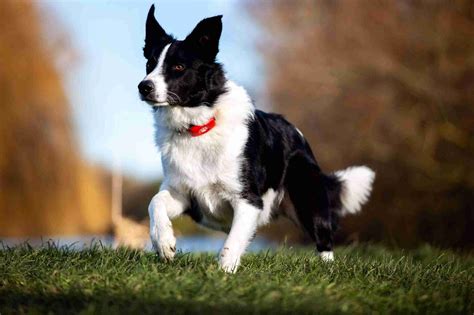 Are Border Collies Dogs Good Sheep Dogs