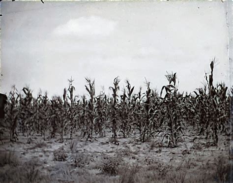 Corn field | BR Museum | Flickr