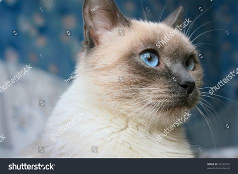 Beautiful Siamese (Thai) Cat Stock Photo 45739375 : Shutterstock