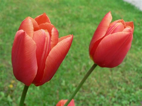 Romantic Flowers: Tulip Flower