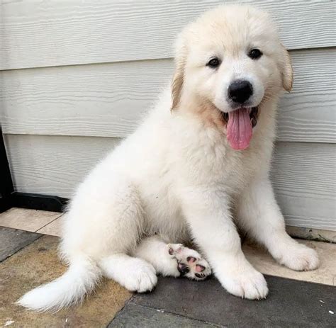 15 Photos Of Great Pyrenees Puppies That Make Everyone Fall In Love ...