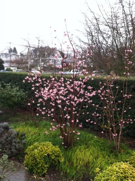 Viburnum x bodnantense ‘Dawn’ | Kiefer Nursery: Trees, Shrubs, Perennials