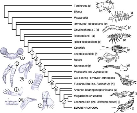 Euarthropoda / Arthropods belong to phylum euarthropoda.