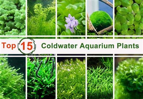 Aquarium Plants With Names