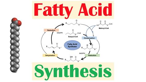 Fatty Acid Synthesis Pathway Diagram