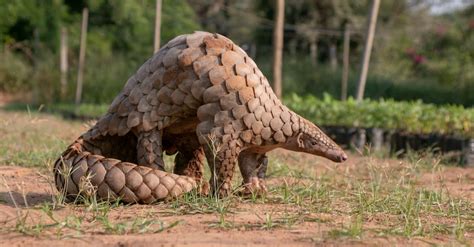 Pangolin vs Armadillo: 9 Key Differences Explained - A-Z Animals