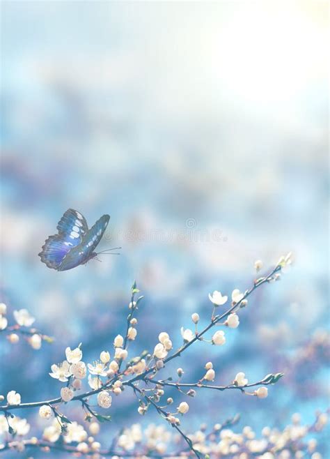 6,360 Blossom Tree Over Nature Background Spring Flowers Stock Photos ...