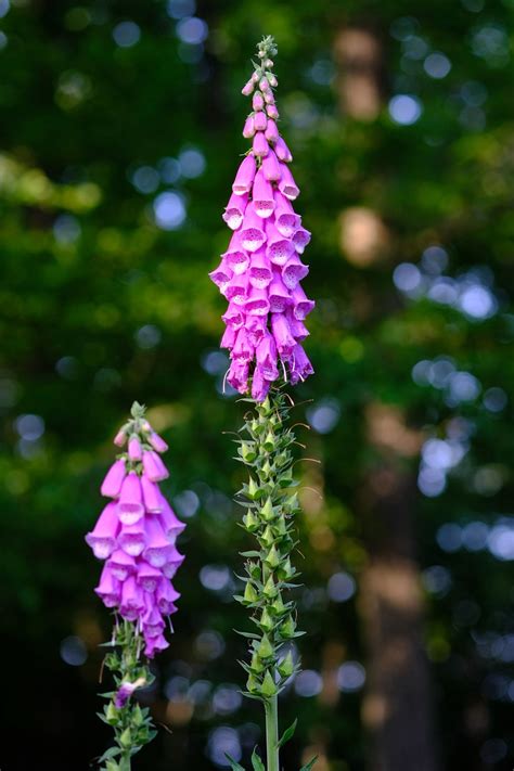 Common Foxglove Wild Plant Thimble - Free photo on Pixabay