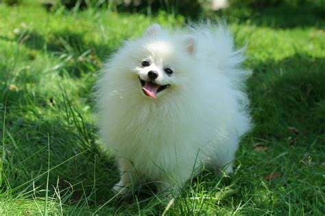 Cute Dogs: Pomeranian dog