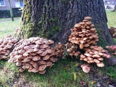 Common Types of Tree Fungus | Learn to Identify Tree Fungus