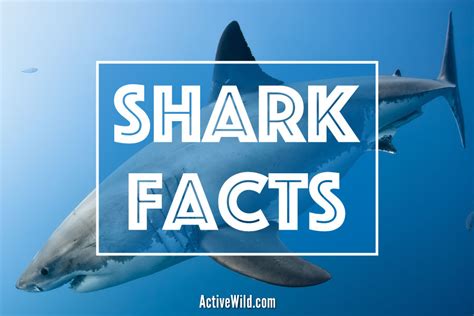 Fun Facts On Sharks: Shark Facts, Information & Pictures