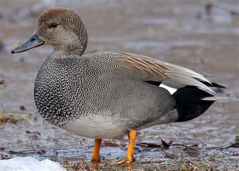 Gadwall male | Beautiful birds, Dabbling duck, Bird carving