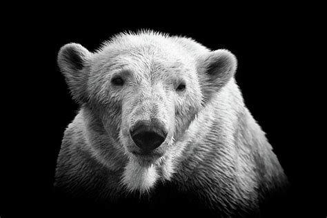 Polar Bear On Black Photograph by © Christian Meermann | Fine Art America