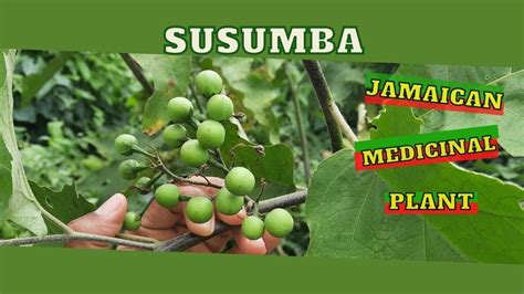 Susumba (Solanum Torvum) uses in TRADITIONAL MEDICINE / Earth's ...