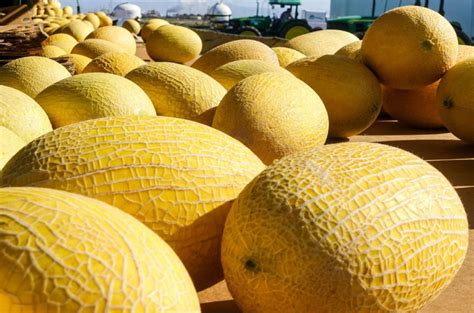 Types of Melons: 20 Melon Varieties that You Should Know - MORFLORA