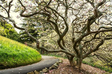 Wellington Botanic Garden walk - Best Bits