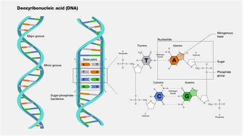 Deoxyribonucleic acid - DNA building block of life – faCellitate