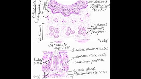 Esophageal Glands Histology