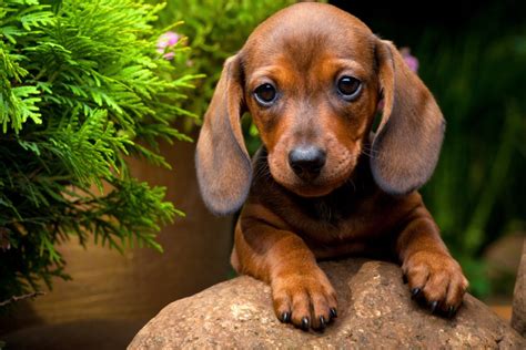 How Much Exercise Does a Dachshund Need? - I Love Dachshunds