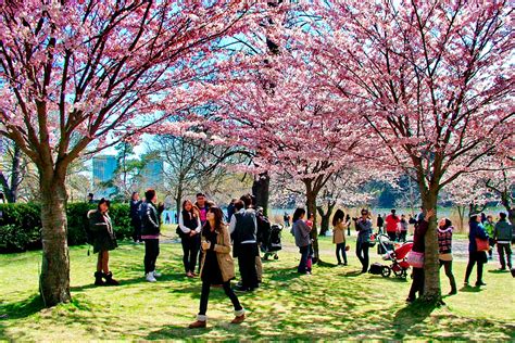 It's cherry blossom season in Toronto | TRNTO.com