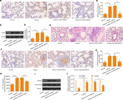 Knockdown of CD38 inhibits airway remodeling in asthmatic mice. (A, B ...