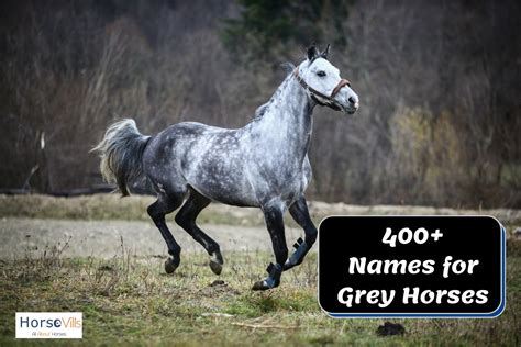 400+ Charming Names for Grey Horses (For Stallions & Mares)